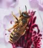 Halictus scabiosae